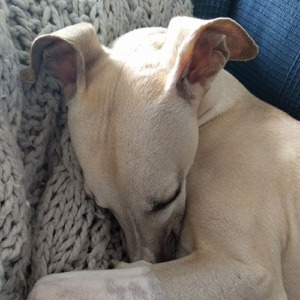 Whippet hundurinn Reykur kúrir í sófanum