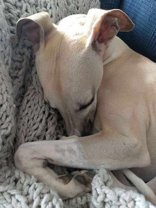 Whippet hundurinn Reykur